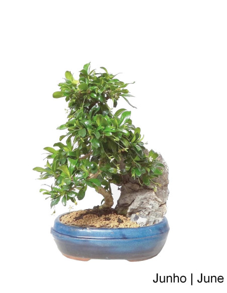 Carmona Macrophyla Bonsai von 12 Jahren