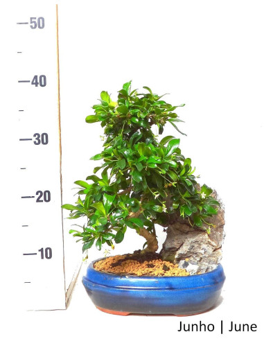 Carmona Macrophyla Bonsai de 12 ans