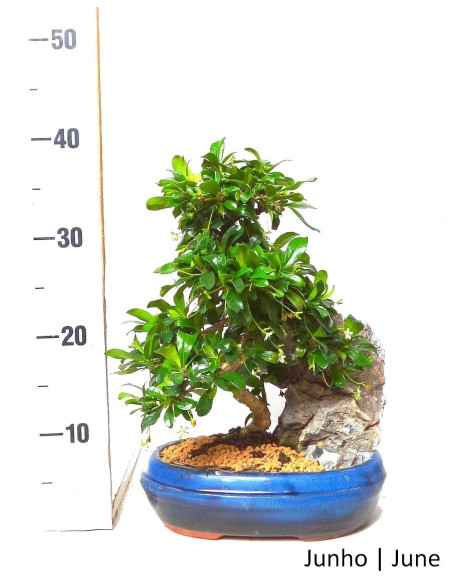 Carmona Macrophyla Bonsai von 12 Jahren