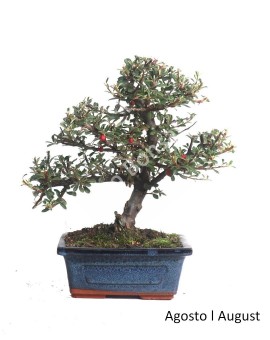 Cotoneaster Microphyllus 7 anos