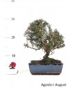 Cotoneaster Microphyllus 9 anos
