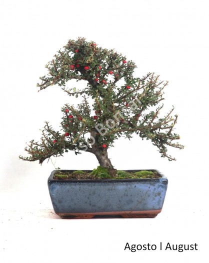 Cotoneaster Microphyllus 12 anos