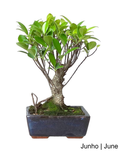 Ficus Tiger Bark Bonsai di 5 Anni