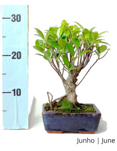 Ficus Tiger Bark Bonsai de 5 Anos 2