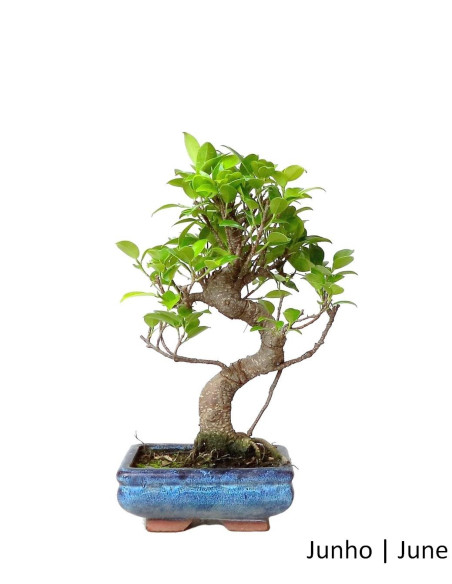 Ficus Tiger Bark Bonsai im Alter von 6 Jahren