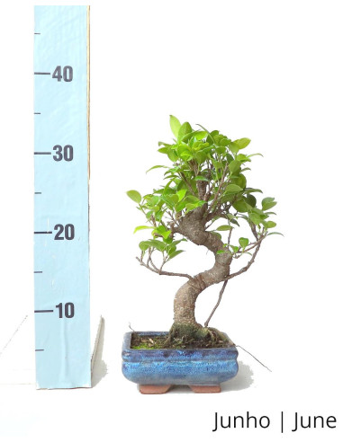 Ficus Tiger Bark Bonsai de 6 Años