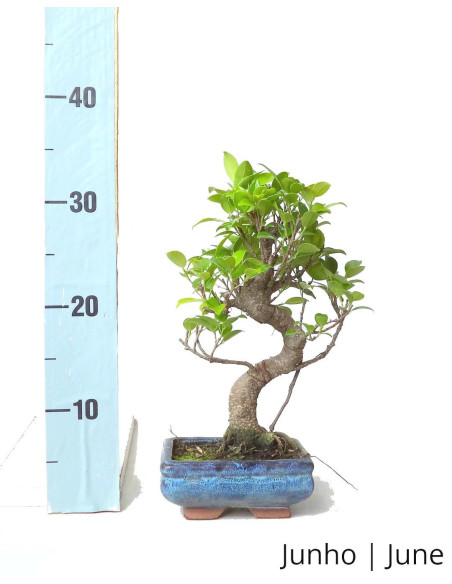 6-Year-Old Ficus Tiger Bark Bonsai