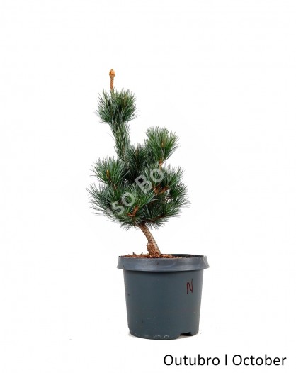 Pinus Pentaphyla 8 anos - Pré-Bonsai