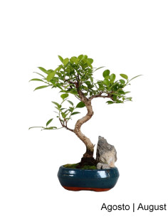 Ficus Tiger Bark Bonsai de 6 Ans