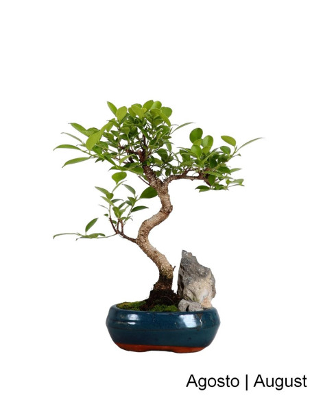 Ficus Tiger Bark Bonsai de 7 Anos