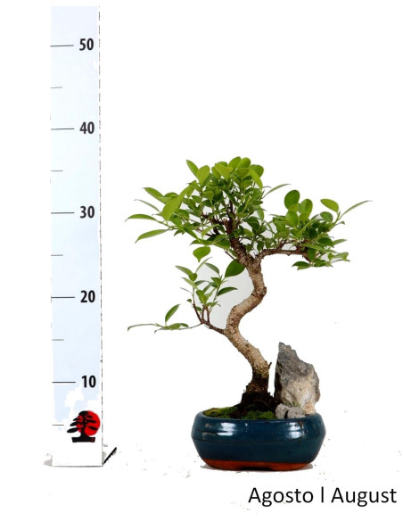 Ficus Tiger Bark Bonsai de 7 Anos