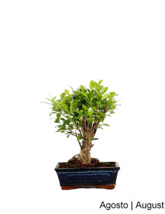 Ficus Tiger Bark Bonsai de 7 anos