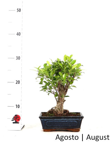 Ficus Tiger Bark Bonsai de 7 anos