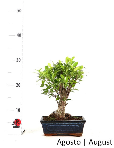 Ficus Tiger Bark Bonsai de 7 anos