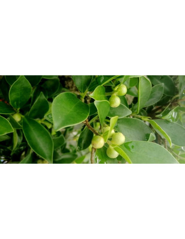 Ficus Tiger Bark Bonsai de 7 anos