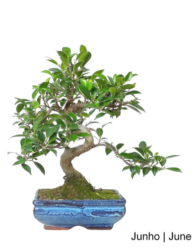 Tiger Bark Ficus Bonsai 8 Years Old