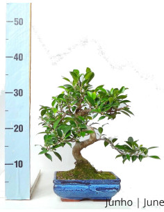 Ficus Tiger Bark Bonsai di 8 Anni 2