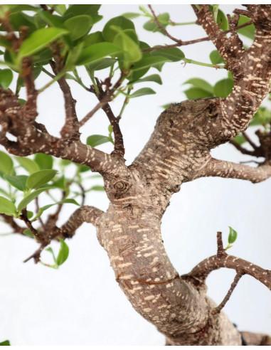 Tiger Bark Ficus Bonsai 8 Years Old