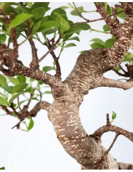 Ficus Tiger Bark Bonsai of 8 Years