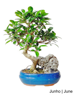 Ficus Tiger Bark Bonsai di 9 anni