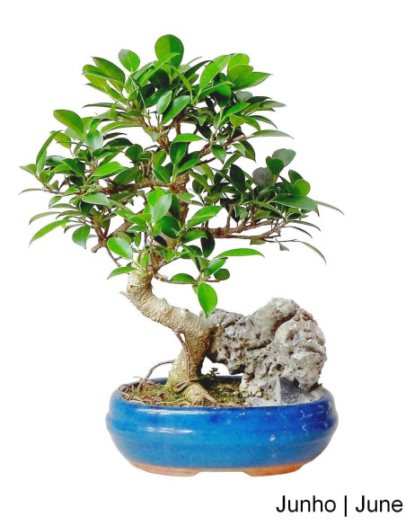 Ficus Tiger Bark Bonsai de 9 anos