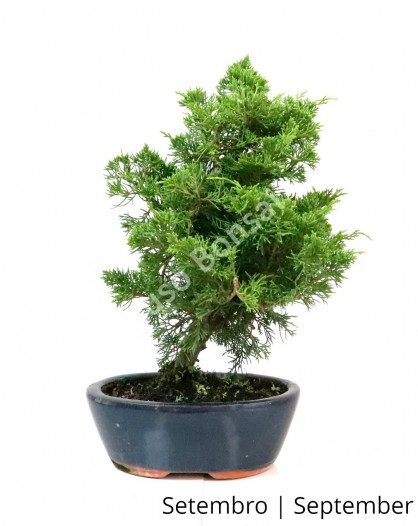 Juniperus Itoigawa 17 anos