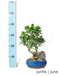 Ficus Tiger Bark Bonsai di 9 anni 2