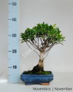 Ficus Retusa Tiger Bark 7 anos