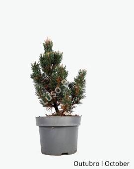 Pinus Thunbergii Kotobuki 10 anos - Pré-Bonsai