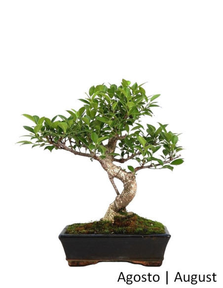 Ficus Tiger Bark Bonsai de 10 Ans