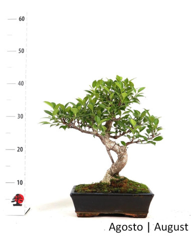 Ficus Tiger Bark Bonsai de 10 Ans