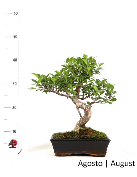 Ficus Tiger Bark Bonsai de 10 Años