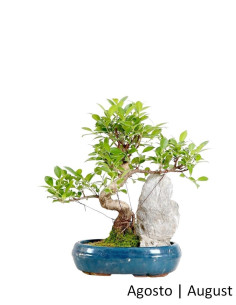 Ficus Tiger Bark Bonsai di 10 anni