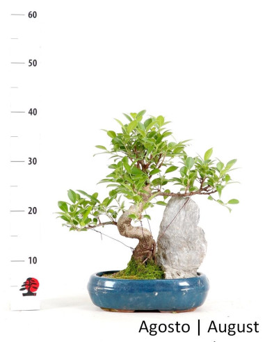 Ficus Tiger Bark Bonsai de 10 anos