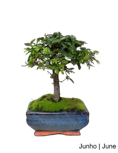Ulmeiro Bonsai de 5 Ans