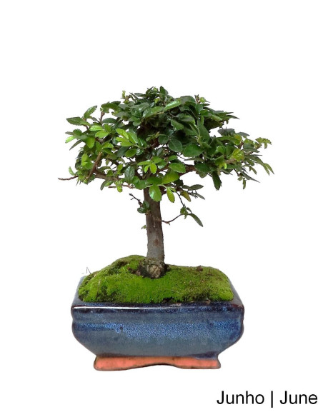 Ulmeiro Bonsai de 5 Años