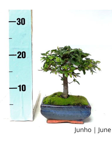 Ulmeiro Bonsai de 5 Años