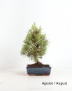 Pinus Halepensis 9 anos