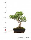 Ficus Retusa 10 anos