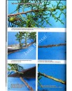 Livro - Bonsai Passion - Técnicas para Formar Sabinas (juniperus)