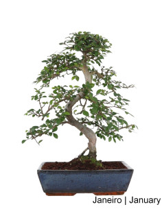 Ulmen Bonsai von 17 Jahren