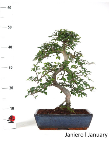 Ulmeiro Bonsai de 17 Anos