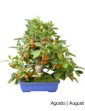 Malus Halliana Bonsai from 1963