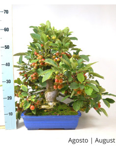 Malus Halliana Bonsai von 1963 2