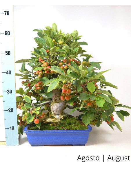 Malus Halliana Bonsai de 1963