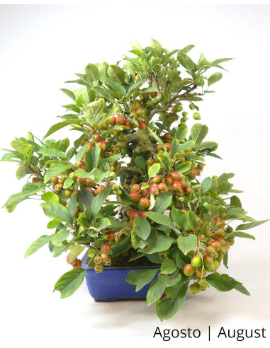 Malus Halliana Bonsai de 1963