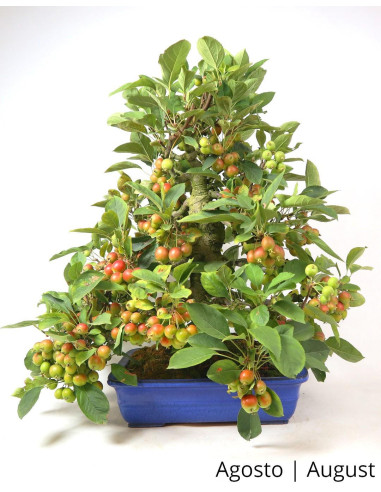 Malus Halliana Bonsai de 1963