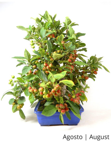 Malus Halliana Bonsai de 1963