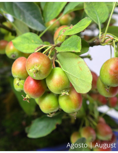 Malus Halliana Bonsai de 1963