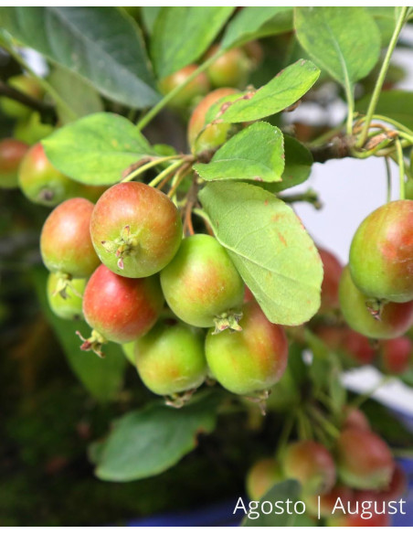 Malus Halliana Bonsai de 1963
